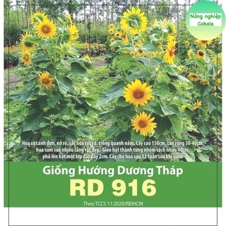 Hạt Giống Hoa Hướng Dương Tháp Siêu Bông (2gr)