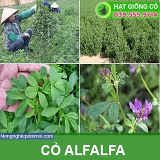 Hạt Giống Cỏ Chăn Nuôi ALFALFA Linh Lăng - Cỏ Họ Đậu (gói 100g) - Hạt Giống Cỏ Chăn Nuôi