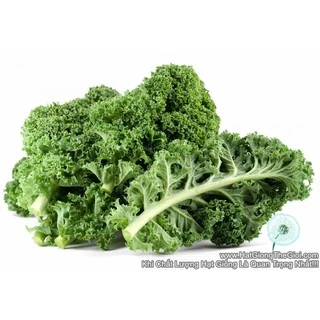 5Gr Hạt Giống Cải Xoăn Kale Xanh (B2.405| C47*X42*M138)