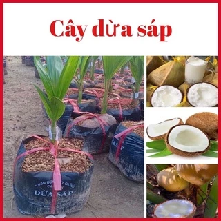 Cây dừa sáp đặc sản Cầu Kè- Trà Vinh cao 50-60cm  mua 5 cây tặng 1 cây