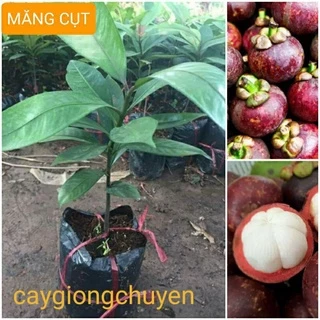 CÂY GIỐNG MĂNG CỤT