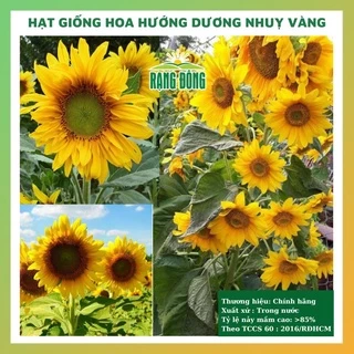 Hạt giống hoa hướng dương cao nhuỵ vàng đẹp dễ trồng, chăm sóc tỉ lệ nảy mầm cao 1gr RADO 0858