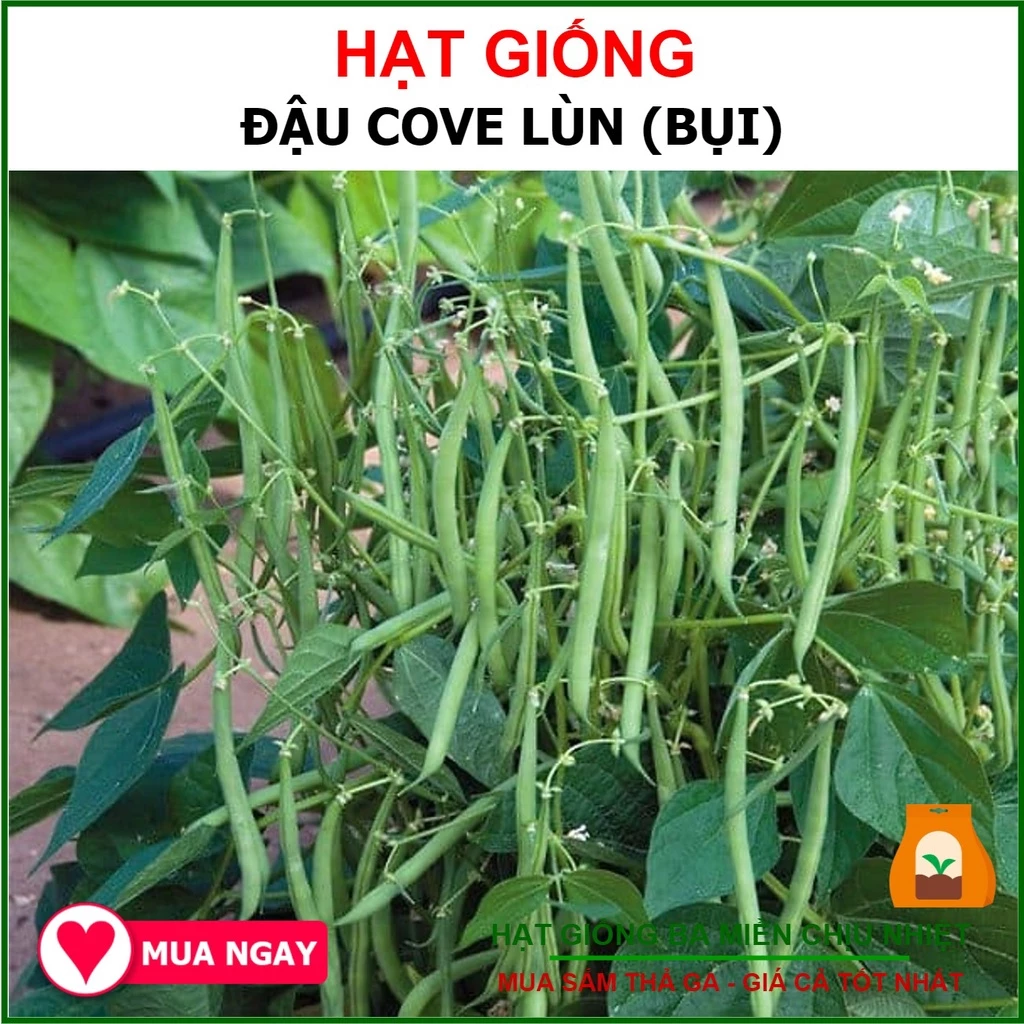 20G -  Hạt Giống Đậu COVE (Cô Ve)