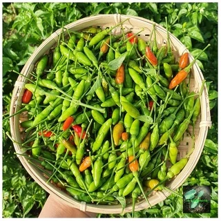 [Seeds] Hạt giống ớt xiêm rừng RD377, đóng gói 0.2gr (khoảng 50 hạt)