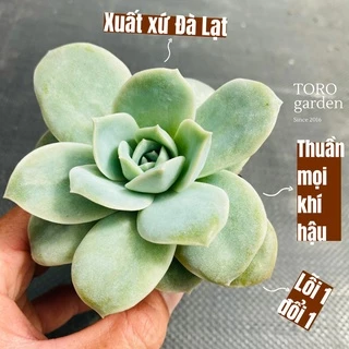 Sen đá hồng hà lan lá lớn Đà Lạt size bé cây cảnh trang trí nhà cửa Toro garden