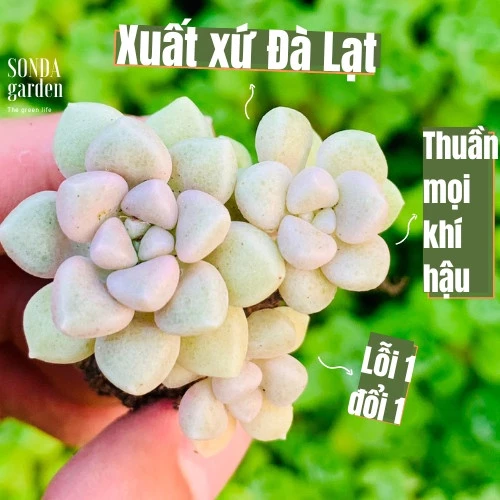 Sen đá kim tuyến SONDA GARDEN size mini 2.5-4cm, cây cảnh trang trí nhà cửa, lỗi 1 đổi 1