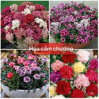 Hạt giống hoa cẩm chướng đủ màu siêu hoa F1