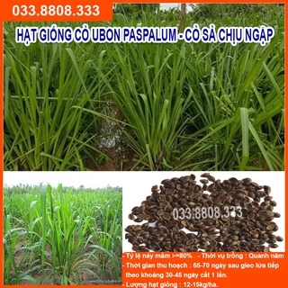 Hạt giống cỏ Ubon Paspalum - Cỏ xả chịu ngập (gói 200g)