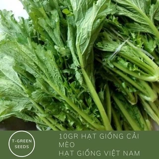 10gr hạt giống cải mèo