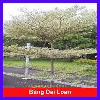 Cây Bàng Đài Loan - cây cảnh sân vườn