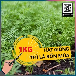 1KG Hạt giống cây thì là (thìa là)