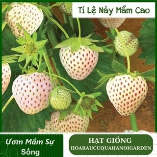 Hạt giống dâu tây trắng bạch tuyết - rau củ quả chịu nhiệt 4 mùa ngon giòn ngọt tỉ lệ nảy mầm cao 0,1gr