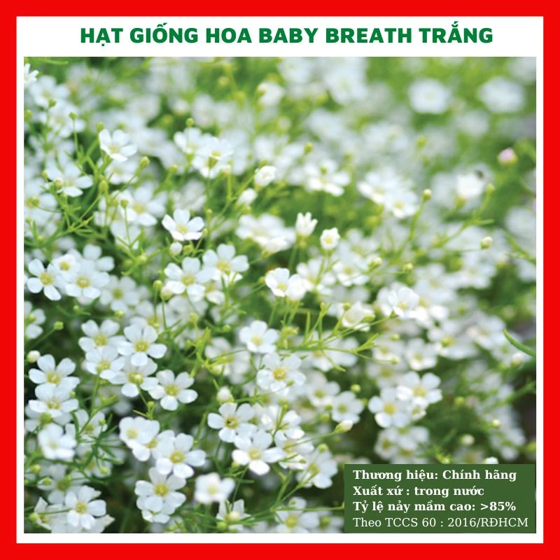 Hạt giống hoa baby breath trắng GÓI 100 HẠT - rau củ quả trồng chậu, sân vườn ban công nảy mầm cao