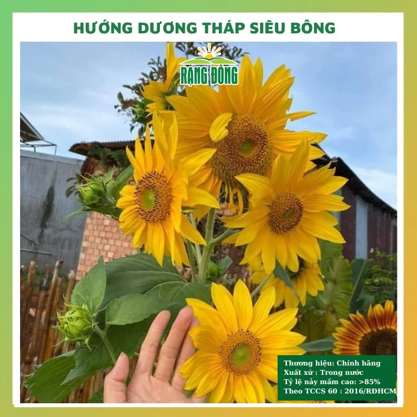 Hạt giống hoa hướng dương tháp siêu bông nhụy đen đẹp dễ trồng, chăm sóc tỉ lệ nảy mầm cao 1gr