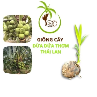 Giống CÂY DỪA DỨA (Dừa Xiêm Thơm Thái Lan) - tại Bến Tre | Siêu Trái - Thân Lùn - Nước Uống Vị Dứa Thơm Ngon