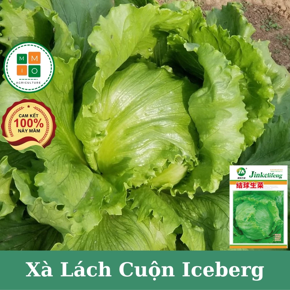 Hạt giống rau xà lách cuộn Iceberg giòn ngọt