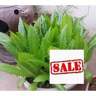 10 gr  giống rau diếp thơm 100% nảy mầm SALE