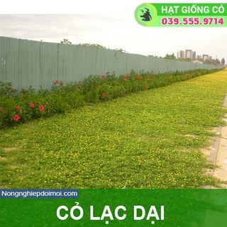 Hạt Giống Cỏ Lạc Dại – Cỏ Thảm Cảnh - Cỏ Đậu Phộng (gói 100 hạt)