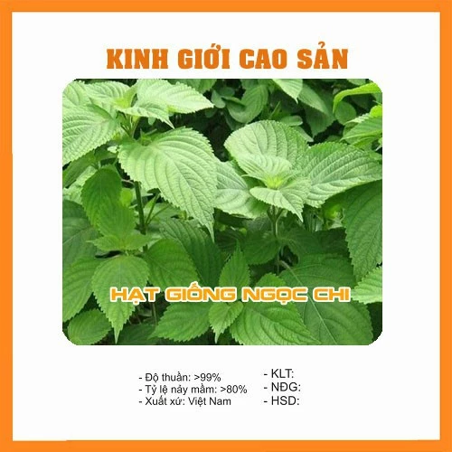 Hạt Giống Rau Kinh Giới (Rau Thơm, Rau Gia Vị) - 2Gr