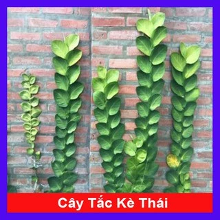 Cây tắc kè thái - Cây cảnh sân vườn