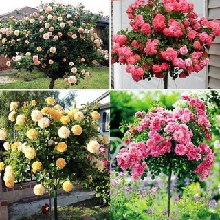 Combo 5 cây hoa hồng ngoại thân gỗ nhiều màu