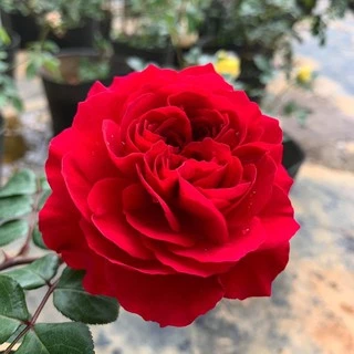 Hoa hồng ngoại Red Leonardo Da Vinci - cây nguyên chậu