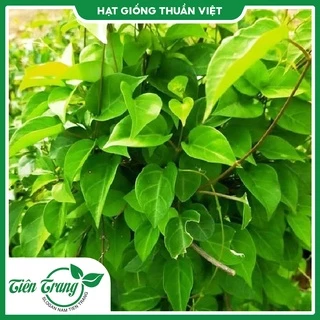 Hạt Giống Lá Giang