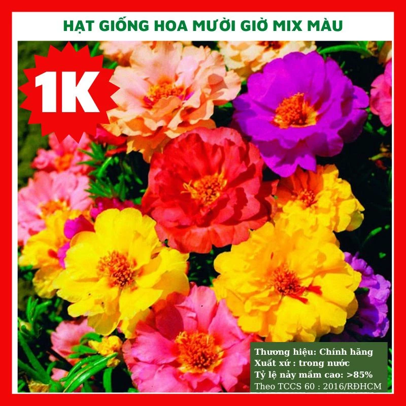 DEAL 1K Hạt giống hoa mười giờ mix màu đẹp TÚI ZIP 50 HẠT trồng sân vườn tỉ lệ nảy mầm cao RADO