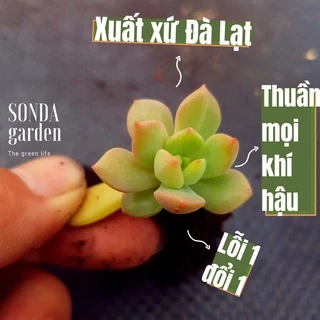 Mầm sen đá mặt trời SONDA GARDEN (5 mầm), xuất xứ Đà Lạt, khoẻ đẹp, lỗi 1 đổi 1