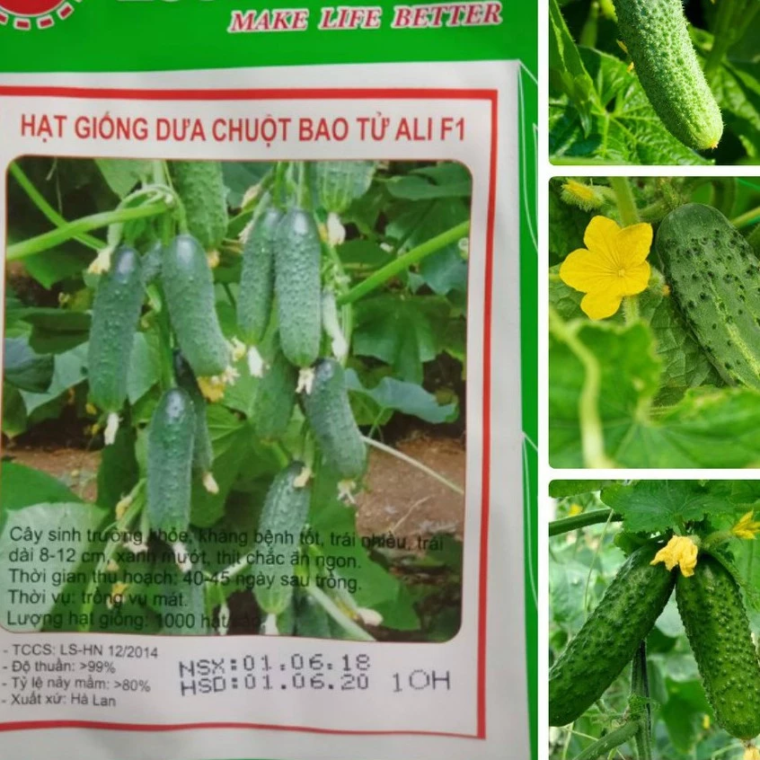 Hạt giống Dưa Chuột bao tử - Gói 10 Hạt