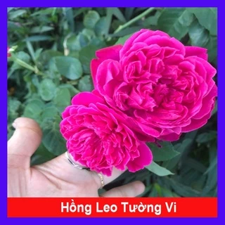 Hồng Leo Tường Vi - cây cảnh sân vườn - caykiengsadec