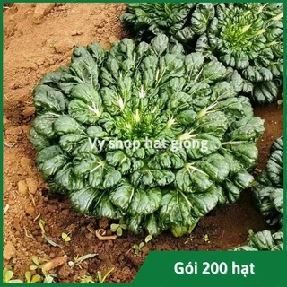 Hạt giống cải hoa hồng Tatsoi (cải thìa hoa hồng) gói 5000 hạt