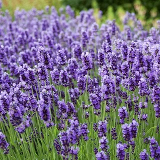 Hạt giống hoa Lavender Nhập khẩu cực thơm tỷ lệ nảy mầm >95% - 500H