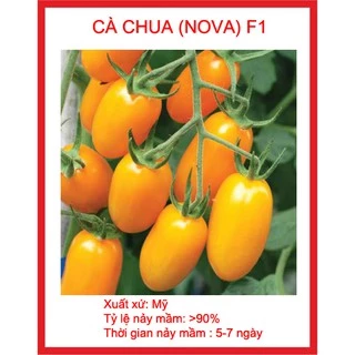 HẠT GIỐNG CÀ CHUA NOVA MỸ 30 HẠT