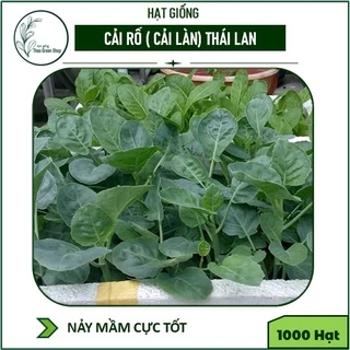 HẠT GIỐNG CẢI RỔ ( CẢI LÀN)