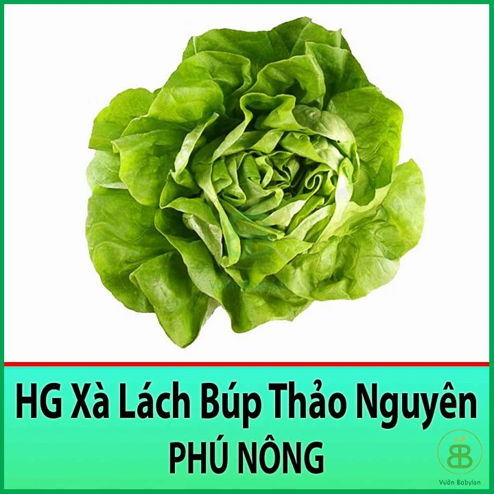 Hạt Giống Xà Lách Búp Thảo Nguyên (Mỡ) 2Gr