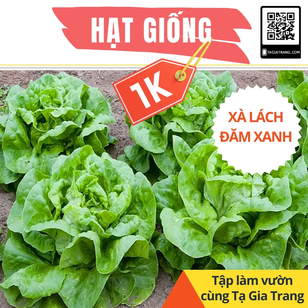 Deal 1K - 50 Hạt giống xà lách búp (xà lách đăm - xà lách cuộn) xanh - Tập làm vườn cùng Tạ Gia Trang