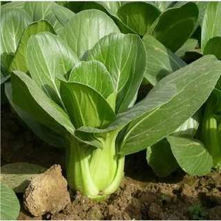 Hạt giống rau cải chíp cao sản KNS1203 - 1 gói 10gram