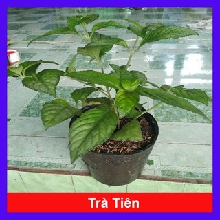 Cây trà tiên - Cây cảnh sân vườn