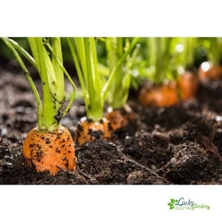 2g Hạt giống Cà rốt (tặng gói Kích nẩy mầm và Hướng dẫn) XTRA TẶNG KÈM PHÂN VÀ KÍCH MẦM