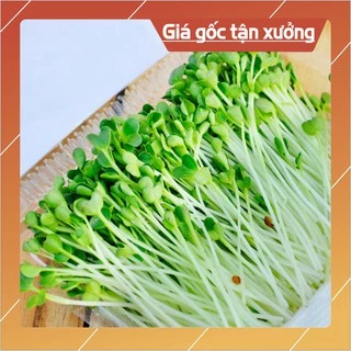 Hạt Giống Rau Mầm Cải Ngọt - gói 100g (Hàng Loại 1)