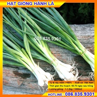 [Có sẵn] HẠT GIỐNG HÀNH LÁ CHẤT LƯỢNG CAO, GIỐNG CHUẨN, DỄ TRỒNG NẢY MẦM NHANH