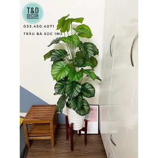 TRẦU BÀ SỌC 1M2 - CÂY GIẢ DECOR