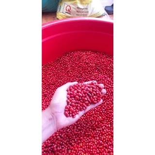 500 gram hạt cẩm lai đỏ