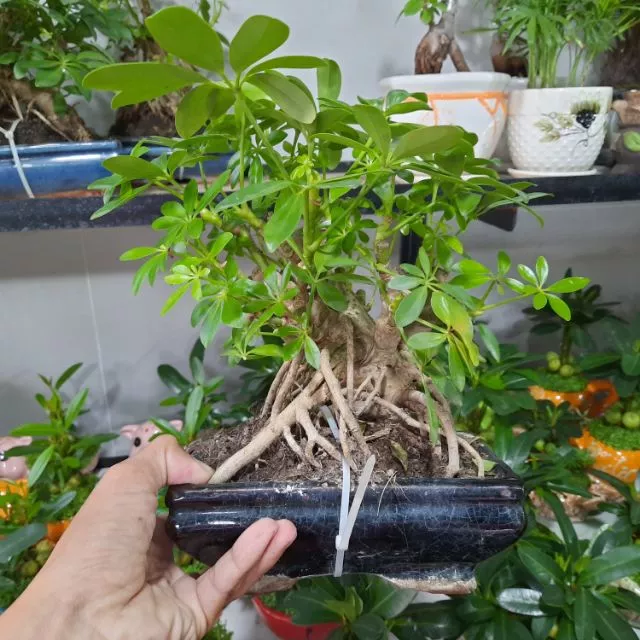 Cây Ngũ Da Bì bonsai ( đã bao gồm chậu )