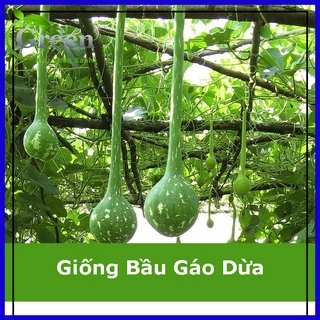 Hạt Giống Bầu Gáo Dừa