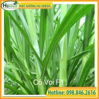 Hạt giống cỏ Voi Lai - gói 100g - Cỏ giàu dinh dưỡng dùng trong chăn nuôi trâu, bò, cá, thỏ...