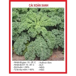 Hạt giống Cải Xoăn Xanh cải Kale xanh 0,5gr ~ 50 hạt