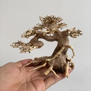 Lũa Bonsai mini siêu đẹp cho bể thủy sinh