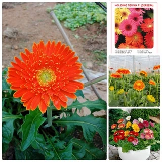 Gói 100 Hạt Giống Hoa Đồng Tiền Kép Lùn - Mix (Gerbera) giá sỉ